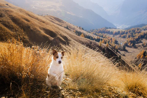 Собака Осенних Горах Джек Рассел Терьер Доломитовых Альпах Итальянский Пейзаж — стоковое фото