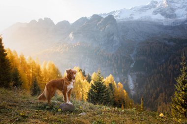 Sonbahar dağlarında bir köpek. Dolomite Alplerinde Nova Scotia Duck Tolling Retriever. İtalyan manzarası. Evcil bir hayvanla yürüyüş.