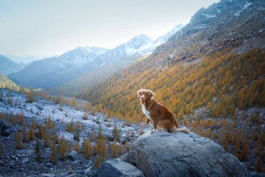 Sonbahar dağlarında bir köpek. Nova Scotia Duck Tolling Retriever gün batımında zirvede. İtalyan manzarası. Bir evcil hayvanla seyahat et