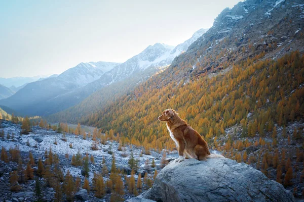 Собака Осенних Горах Новая Шотландия Дак Толлинг Ретривер Пике Заката — стоковое фото