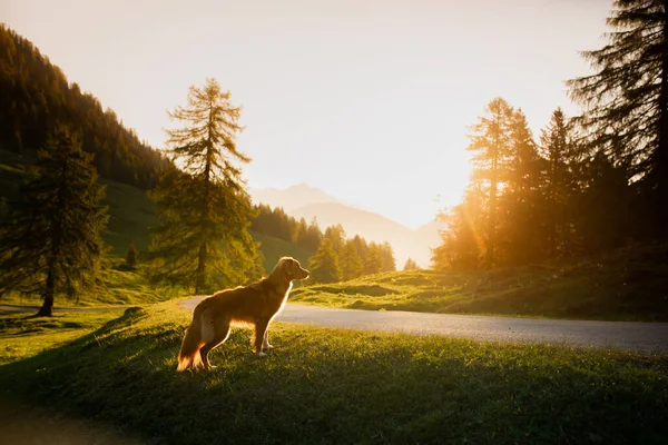 Cane Montagna Luce Posteriore Silhouette Nova Scotia Duck Tolling Retriever — Foto Stock