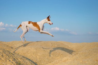 dog jumps through the sand dunes. Graceful Ibizan greyhound on a sky background. Pet in nature.  clipart