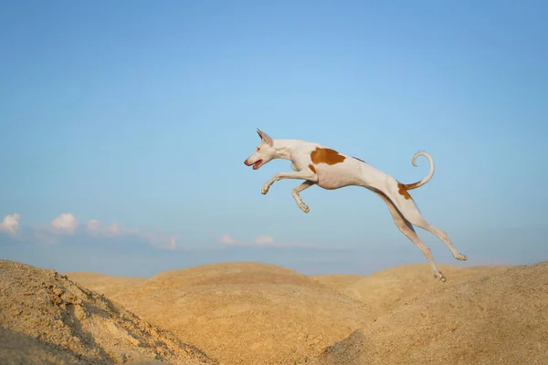 Hund Springt Durch Die Sanddünen Anmutiger Ibizenkischer Windhund Auf Einem — Stockfoto