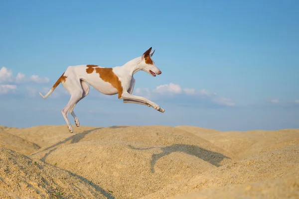 Hond Springt Door Zandduinen Genadige Ibizan Windhond Een Hemelse Achtergrond — Stockfoto