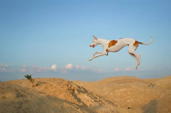ขกระโดดผ านเน นทราย ซาน เกรย ฮาวด างามบนพ นหล องฟ ยงในธรรมชาต — ภาพถ่ายสต็อก