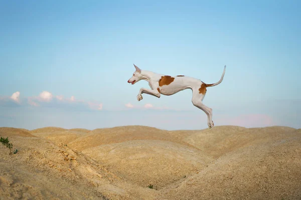 Chien Saute Travers Les Dunes Sable Gracieux Lévrier Ibizan Sur — Photo