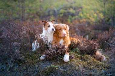 two dogs in the colors of heather hags. jack russell terrier and Nova Scotia Duck Tolling Retriever in the forest peeps clipart