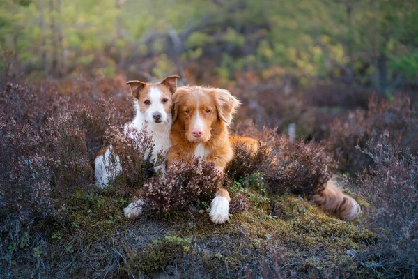 Dwa Psy Kolorach Wrzosowych Wiedźm Jack Russell Terrier Nova Scotia — Zdjęcie stockowe