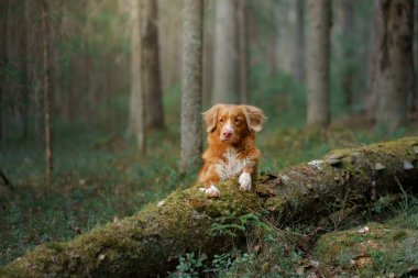Ormandaki köpek kütüğün üzerinde. Kırmızı Nova Scotia Duck Tolling Retriever doğada. Evcil hayvanların doğa fotoğrafı