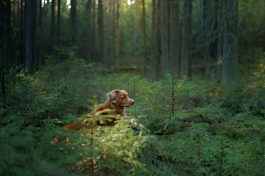 Ormandaki köpek kütüğün üzerinde. Kırmızı Nova Scotia Duck Tolling Retriever doğada. Evcil hayvanların doğa fotoğrafı