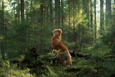 Ormandaki köpek kütüğün üzerinde. Kırmızı Nova Scotia Duck Tolling Retriever doğada. Evcil hayvanların doğa fotoğrafı