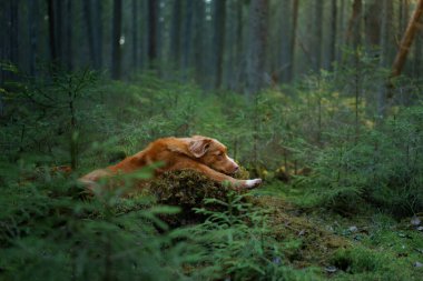 Ormandaki köpek kütüğün üzerinde. Kırmızı Nova Scotia Duck Tolling Retriever doğada. Evcil hayvanların doğa fotoğrafı