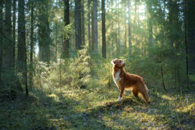 Ormandaki köpek kütüğün üzerinde. Kırmızı Nova Scotia Duck Tolling Retriever doğada. Evcil hayvanların doğa fotoğrafı