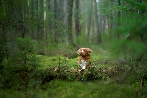 Hund Wald Auf Einem Baumstamm Roter Nova Scotia Duck Tolling — Stockfoto