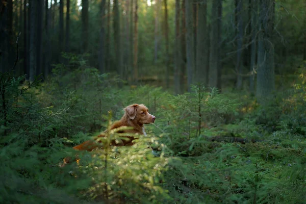 Σκυλί Στο Δάσος Κούτσουρο Red Nova Scotia Duck Tolling Retriever — Φωτογραφία Αρχείου