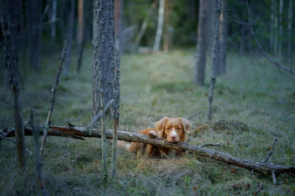 Kutya Erdőben Egy Fatörzsön Piros Nova Scotia Kacsa Tolling Retriever — Stock Fotó