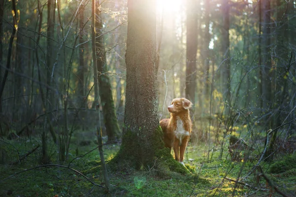 Chien Dans Une Forêt Pins Rouge Nouvelle Écosse Canard Tolling — Photo