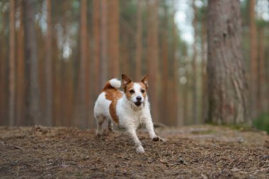 Kırmızı ve beyaz köpek bir çam ormanında koşar. Biraz aktif Jack Russell doğada oynuyor. Yüksek kalite fotoğraf