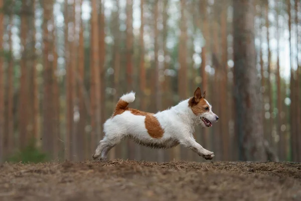 Červenobílý Pes Běhá Borovicovém Lese Malý Aktivní Jack Russell Hraje — Stock fotografie