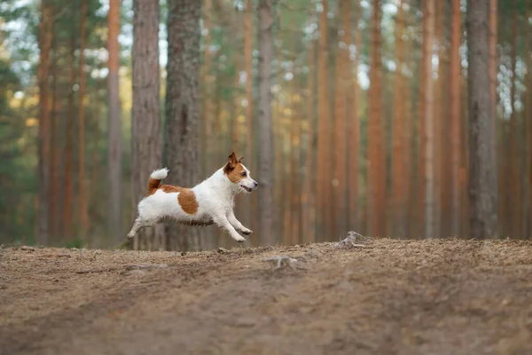 Red White Dog Runs Pine Forest Little Active Jack Russell — Stock Photo, Image