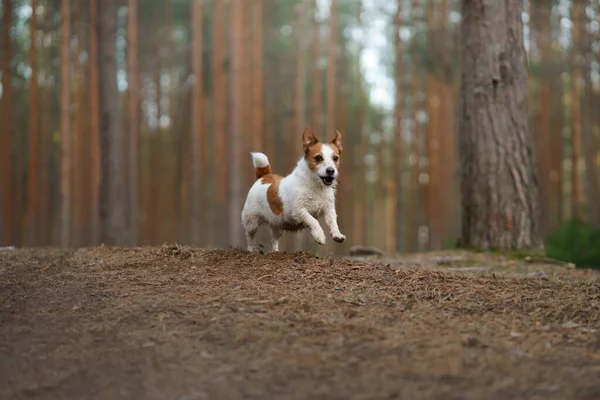 Kırmızı Beyaz Köpek Bir Çam Ormanında Koşar Biraz Aktif Jack — Stok fotoğraf