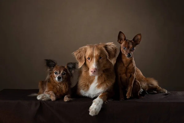 大小3匹の犬が一緒にポーズをとっている レッドノバスコシアダックトロールレトリバーとロシアのおもちゃのテリア — ストック写真