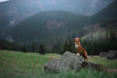 Bir köpekle yürüyüş. Nova Scotia Duck Tolling Retriever dağlarda, vadide. bir manzaradaki evcil hayvan