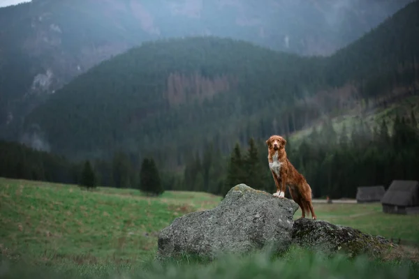 hiking with a dog. Nova Scotia Duck Tolling Retriever in the mountains, in the valley . pet on a landscape