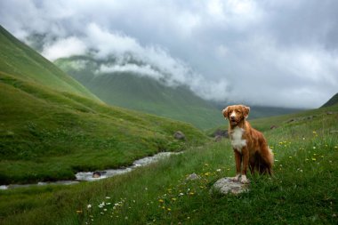 Bir köpekle seyahat etmek. Nova Scotia Duck Tolling Retriever dağlarda, vadide. Manzaradaki evcil hayvan. Toller bir taşın üzerinde duruyor.