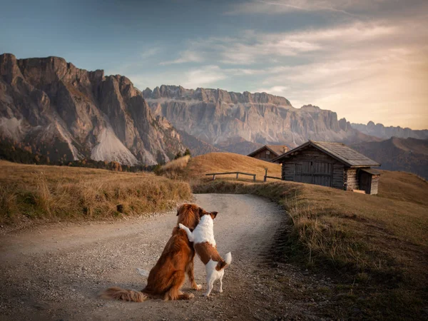 two dogs hugging in mountains. Nova Scotia Duck Tolling Retriever and jack russell terrier at sunset. Italian landscape.