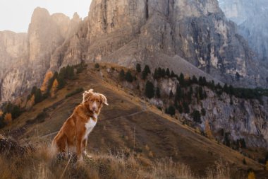 Sonbahar dağlarında bir köpek. Dolomite Alplerinde Nova Scotia Duck Tolling Retriever. İtalyan manzarası. 