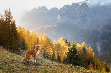 Sonbahar dağlarında bir köpek. Dolomite Alplerinde Nova Scotia Duck Tolling Retriever. İtalyan manzarası. 