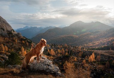 Sonbahar dağlarında bir köpek. Dolomite Alplerinde Nova Scotia Duck Tolling Retriever. İtalyan manzarası. 