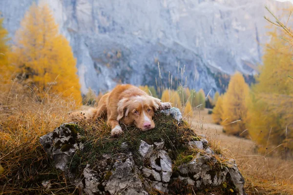 秋の山の犬 ノバスコシアダックはドロマイトアルプスで取得します イタリアの風景 — ストック写真