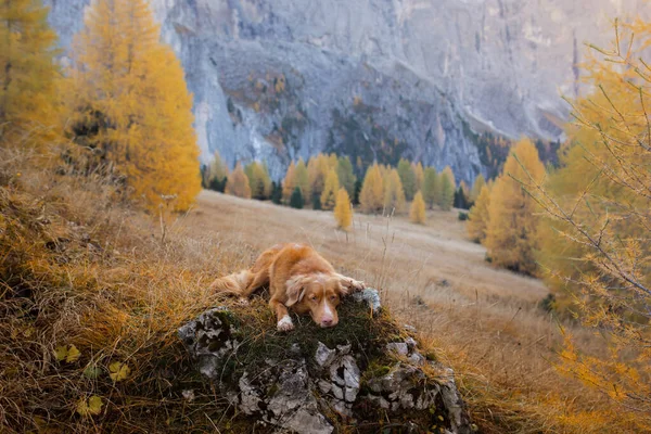 Σκύλος Στα Βουνά Του Φθινοπώρου Nova Scotia Duck Tolling Retriever — Φωτογραφία Αρχείου