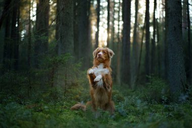 Ormandaki kırmızı köpek. Doğadaki Nova Scotia Duck Tolling Retriever. Evcil bir hayvanla yürü