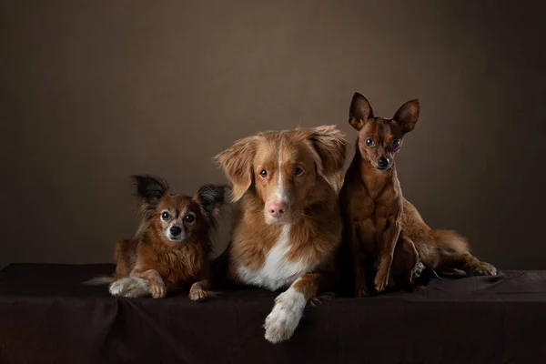 2 perros en el estudio. divertido toller y ruso juguete terrier — Foto de Stock