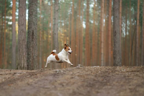 O cão corre numa floresta de pinheiros. pouco ativo jack russell na natureza — Fotografia de Stock