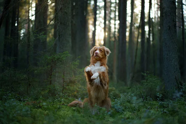 森の中の赤い犬。ノバスコシアダックは自然の中で取得します。ペットと一緒に歩く — ストック写真
