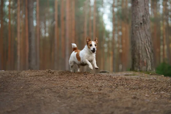 Hunden springer i en tallskog. liten aktiv jack russell i naturen — Stockfoto