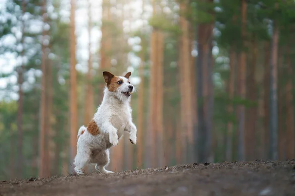 Hunden springer i en tallskog. liten aktiv jack russell i naturen — Stockfoto