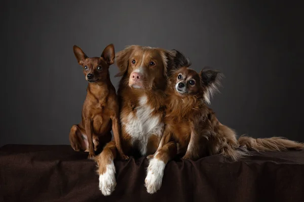 2 perros en el estudio. divertido toller y ruso juguete terrier — Foto de Stock