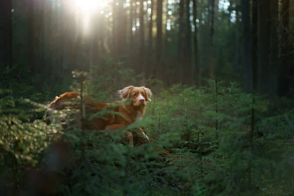 Vörös kutya az erdőben. Új-Skócia kacsa Tolling retriever a természetben. Sétálj egy kisállattal — Stock Fotó