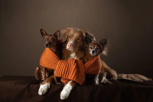 2 perros en el estudio. divertido toller y ruso juguete terrier — Foto de Stock