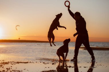 Sahilde iki köpek. Aktif pitbull teriyeri denizin arka planında atlıyor.