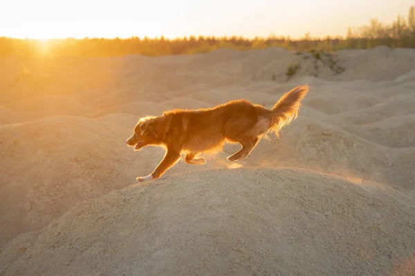 Hund auf einem Sandsteinbruch bei Sonnenuntergang. Nova Scotia Duck Tolling Retriever läuft durch die sandigen Hügel. Aktives Haustier — Stockfoto