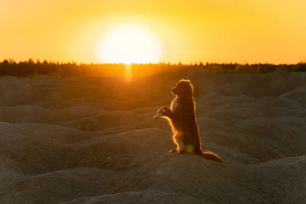 Perro en una cantera de arena al atardecer. Nova Scotia Duck Tolling Retriever corre a través de las colinas de arena. Mascota activa — Foto de Stock