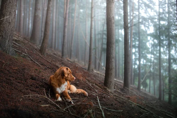 霧深い森の中の犬。自然界のペット。ノバスコシアダックトロールレトリバー。神秘的な — ストック写真