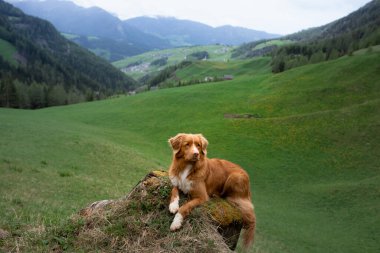 Dağlardaki köpek. Nova Scotia Duck Tolling Retriever on nature