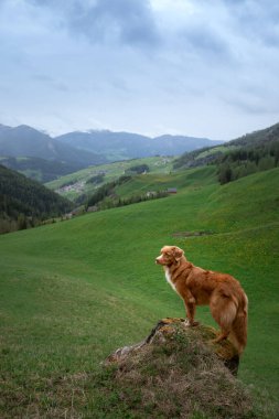 dog in the mountains. Nova Scotia Duck Tolling Retriever on nature clipart
